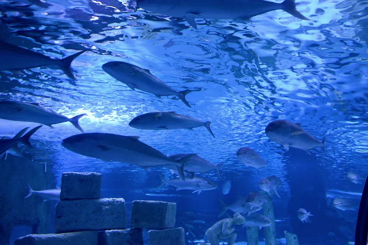 Antalya Aquarium